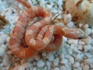 HATCHLING
