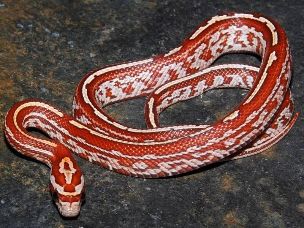 HATCHLING
