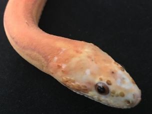 EYE