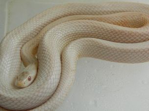 ADULT