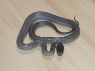 HATCHLING