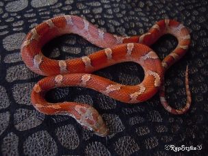 HATCHLING