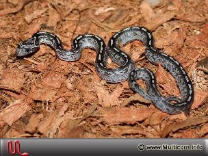 HATCHLING