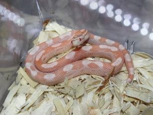 HATCHLING