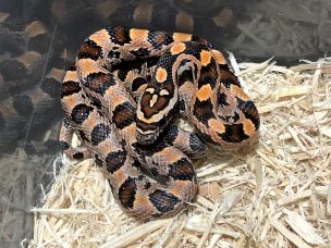 HATCHLING
