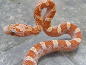 HATCHLING