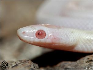 EYE