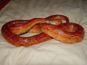 ADULT