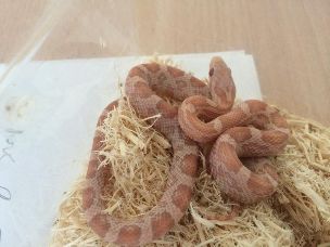 HATCHLING