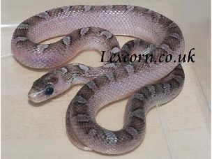 HATCHLING