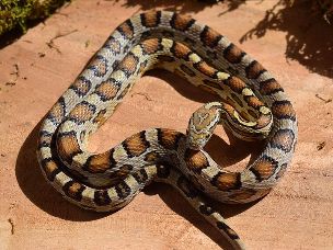 ADULT