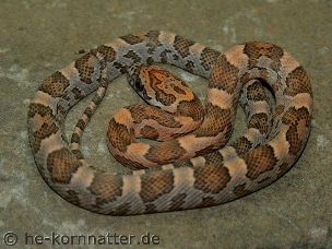 HATCHLING