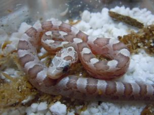 HATCHLING