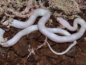 HATCHLING