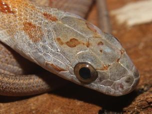 EYE
