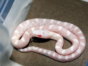 HATCHLING