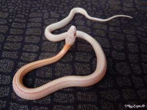 HATCHLING