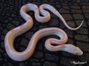 HATCHLING