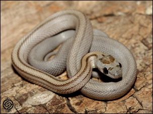 HATCHLING
