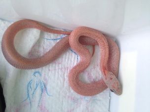 HATCHLING