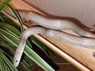 ADULT