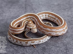 HATCHLING