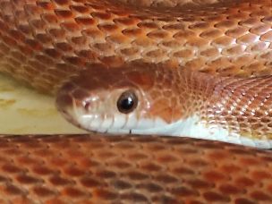 EYE