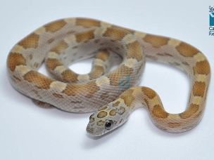 HATCHLING