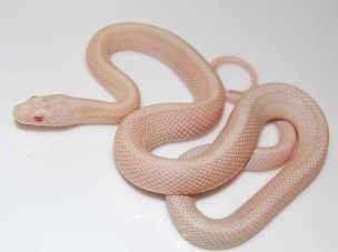 HATCHLING