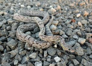 ADULT