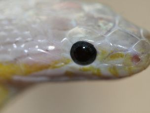 EYE