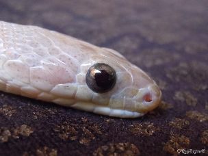 EYE