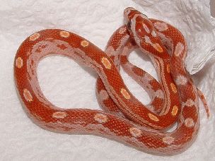 HATCHLING