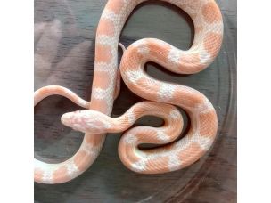 HATCHLING