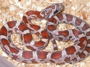 HATCHLING