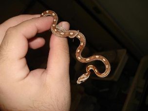 HATCHLING