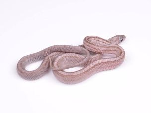 HATCHLING