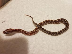 HATCHLING