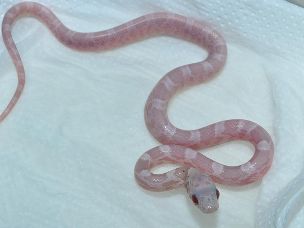 HATCHLING
