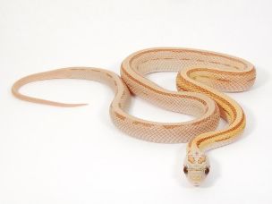 HATCHLING