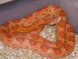 ADULT