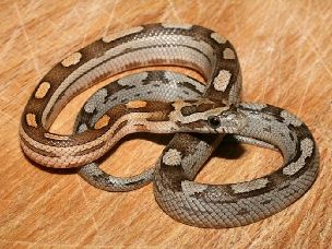 HATCHLING