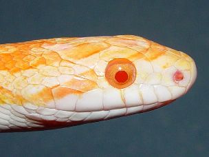 EYE