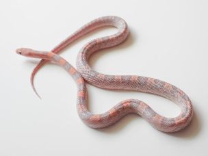 ADULT