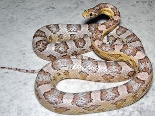 ADULT