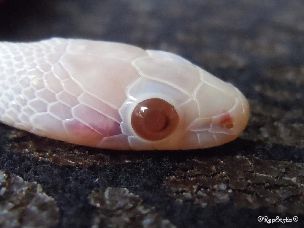 EYE