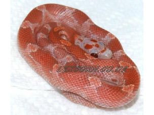 HATCHLING