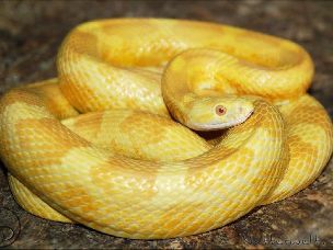 ADULT