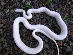 ADULT
