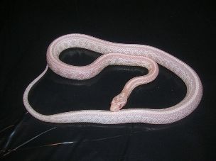 HATCHLING